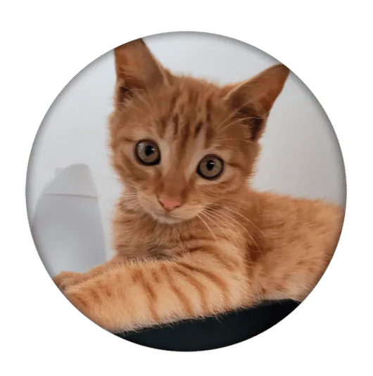 Un gato atigrado naranja, una de las dos mascotas de la oficina de MTechnology